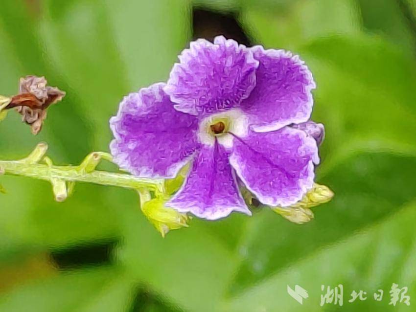 足球队导航